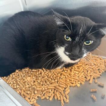 Domestic Short Hair Cats Available for Adoption in Madisonville, Tennessee - Jackson | PetCurious