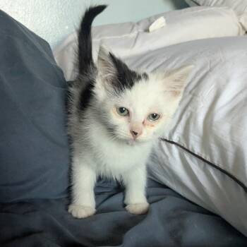 Rescue Domestic Short Hair Cats for Adoption in Jefferson City, Tennessee - Duchess | PetCurious