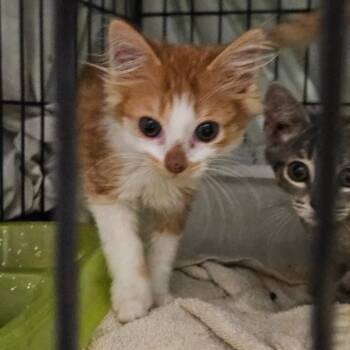 Rescue Domestic Medium Hair Cats for Adoption in Lake Jackson, Texas - Jimmy | PetCurious