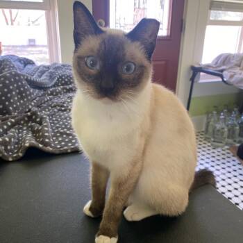 Domestic Medium Hair Cats Available for Adoption in Waco, Texas - Nacha | PetCurious