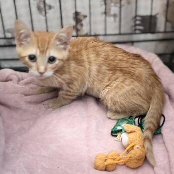 Quinn -  Domestic Short Hair Cat for Adoption in South Elgin, Illinois - Quinn | PetCurious