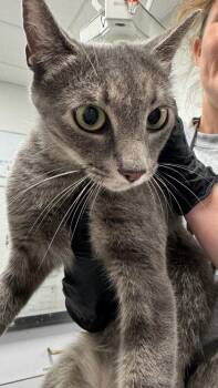 Heidi 1303-26 -  Domestic Short Hair Cat for Adoption in Cumming, Georgia - Heidi 1303-26 | PetCurious