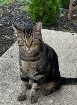 Winston -  Tabby Cat for Adoption in Westland, Michigan - Winston | PetCurious