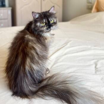 Ophelia -  Himalayan and Tortoiseshell Cat for Adoption in Brampton, Ontario - Ophelia | PetCurious