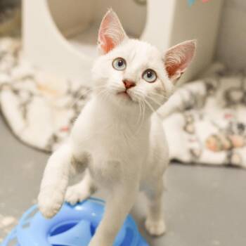 Birch -  Domestic Short Hair Cat for Adoption in Kailua-kona, Hawaii - Birch | PetCurious
