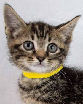 Leonard -  Domestic Short Hair and Tabby Cat for Adoption in Kennesaw, Georgia - Leonard | PetCurious