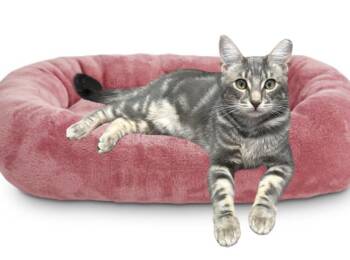 Rescue Domestic Short Hair Cats for Adoption in Long Beach, New York - Saffron | PetCurious