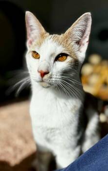 Rescue Domestic Short Hair Cats for Adoption in Waynesville, Missouri - Harvey | PetCurious