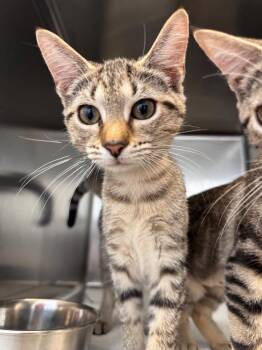 Nilla -  Domestic Short Hair Cat for Adoption in Hilton Head Island, South Carolina - Nilla | PetCurious