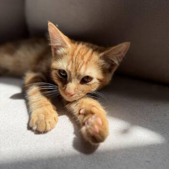 Luigi Apollo -  Domestic Short Hair Cat for Adoption in New York, New York - Luigi Apollo | PetCurious