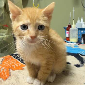 Simba Kat -  Domestic Short Hair Cat for Adoption in Baltimore, Maryland - Simba Kat | PetCurious