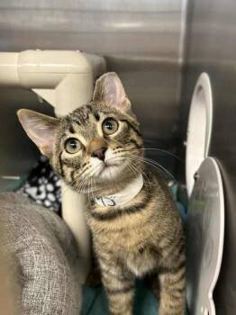 Rescue Domestic Short Hair Cats for Adoption in Munster, Indiana - MJ | PetCurious