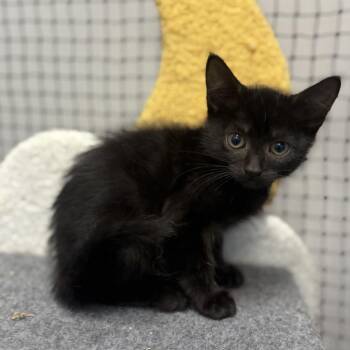 Monkey -  Domestic Short Hair Cat for Adoption in Ridgely, Maryland - Monkey | PetCurious