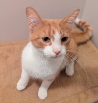 Rescue Domestic Short Hair Cats for Adoption in South Bend, Indiana - Griffin | PetCurious