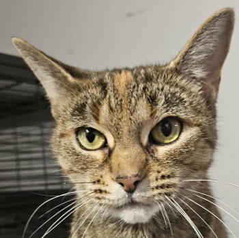 Rescue Domestic Short Hair and Tabby Cats for Adoption in Minesing, Ontario - DEER | PetCurious