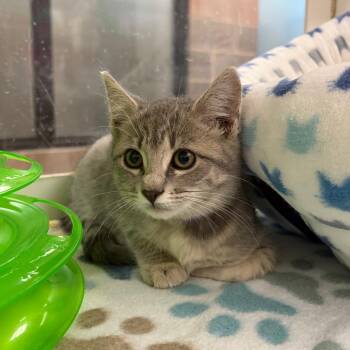 Lavender -  Domestic Short Hair Cat for Adoption in Cheyenne, Wyoming - Lavender | PetCurious