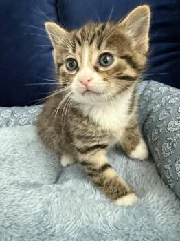 Dr Facitier -  Domestic Short Hair Cat for Adoption - Dr Facitier | PetCurious