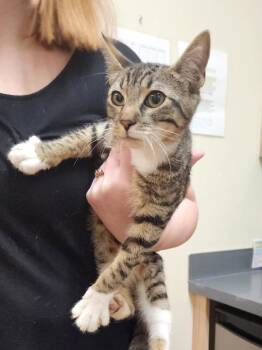 Domestic Short Hair Cats Available for Adoption - Miss Keane | PetCurious