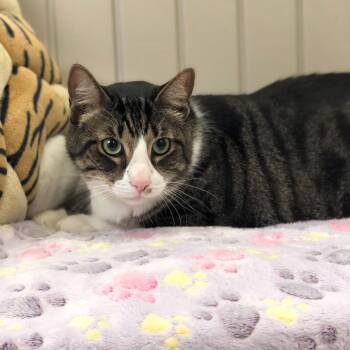 Domestic Short Hair Cats Available for Adoption - Kylo | PetCurious