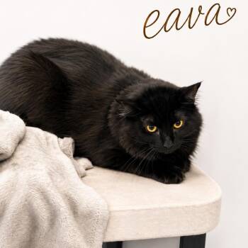 Eva C26-238 -  Domestic Long Hair Cat for Adoption in Lebanon, Tennessee - Eva C26-238 | PetCurious