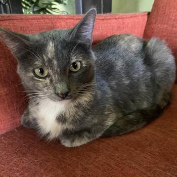Domestic Short Hair Cats Available for Adoption in Morrison, Colorado - Madison Coleman | PetCurious