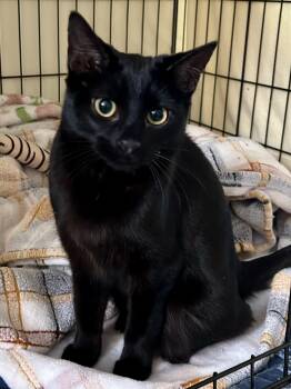 Domestic Short Hair Cats Available for Adoption - Ebony | PetCurious