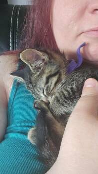 C328 Litter Sally -  Domestic Short Hair and Tabby Cat for Adoption in Livonia, Michigan - C328 Litter Sally | PetCurious