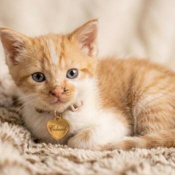 Cobweb -  Domestic Short Hair Cat for Adoption in Hannibal, Missouri - Cobweb | PetCurious