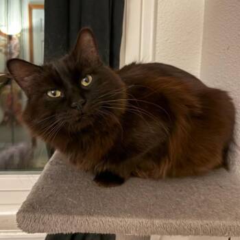 Rescue Domestic Long Hair Cats for Adoption in Morrison, Colorado - Paladin Tierney | PetCurious
