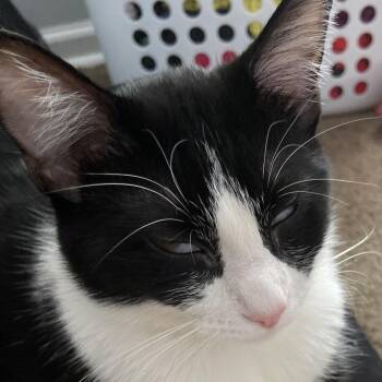 Sticky -  Domestic Short Hair Cat for Adoption in Matteson, Illinois - Sticky | PetCurious