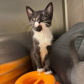 Blossom -  Domestic Short Hair Cat for Adoption in Waynesville, North Carolina - Blossom | PetCurious