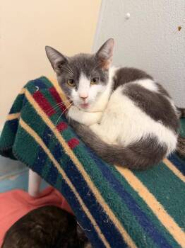 Lilly -  Domestic Short Hair Cat for Adoption in Ogdensburg, New York - Lilly | PetCurious