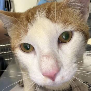 Orangey -  Domestic Short Hair Cat for Adoption in Greenville, South Carolina - Orangey | PetCurious