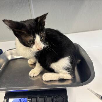 Circus Peanut -  Domestic Short Hair Cat for Adoption in Saint Joseph, Missouri - Circus Peanut | PetCurious
