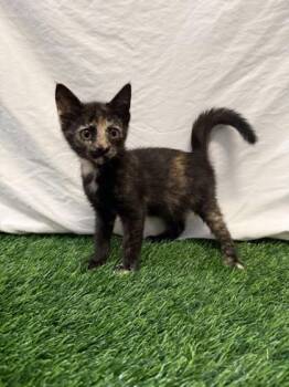 Sookie Stackhouse -  Domestic Short Hair Cat for Adoption in Covington, Louisiana - Sookie Stackhouse | PetCurious