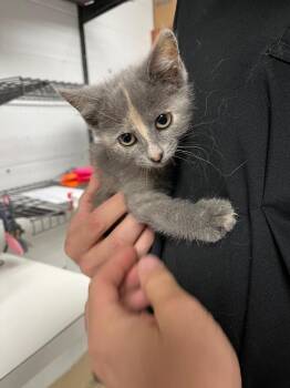 Bluebell -  Domestic Short Hair Cat for Adoption in Troy, Ohio - Bluebell | PetCurious