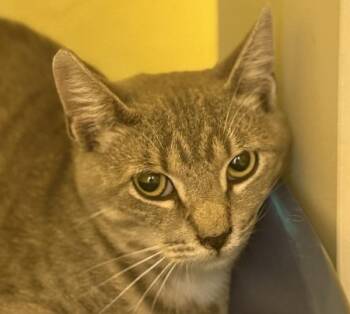 Domestic Short Hair Cats Available for Adoption in Golden, Colorado - Chandler | PetCurious