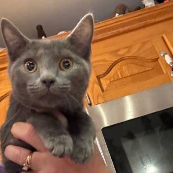 Rescue Domestic Short Hair Cats for Adoption in Granby, Missouri - King Cole | PetCurious