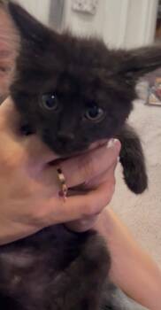 Roco -  Domestic Short Hair Cat for Adoption in Darien, Georgia - Roco | PetCurious