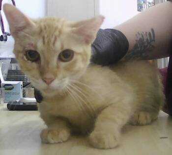 Bondi -  Domestic Short Hair Cat for Adoption in Dayton, Minnesota - Bondi | PetCurious