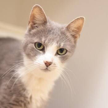 Selene -  Domestic Short Hair and Mixed Breed Cat for Adoption in Philadelphia, Pennsylvania - Selene | PetCurious