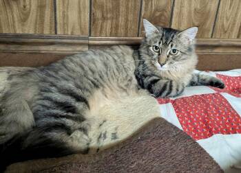 Taz and Gypsy -  Domestic Medium Hair Cat for Adoption in Seven Valleys, Pennsylvania - Taz And Gypsy | PetCurious