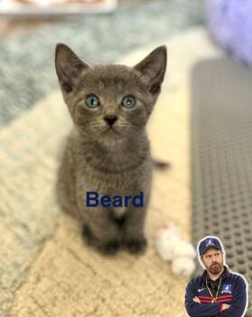 Beard -  American Shorthair and Domestic Short Hair Cat for Adoption in Richardson, Texas - Beard | PetCurious