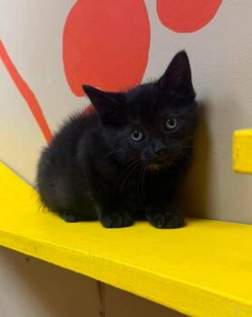 Chip -  Domestic Short Hair Cat for Adoption in Maryville, Missouri - Chip | PetCurious