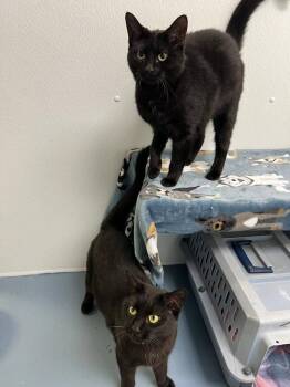 Blossom -  Domestic Short Hair Cat for Adoption in Ogdensburg, New York - Blossom | PetCurious