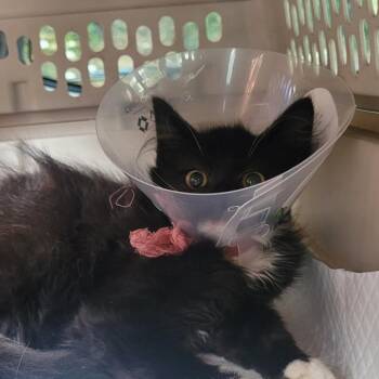 Lex -  Domestic Medium Hair Cat for Adoption in Coos Bay, Oregon - Lex | PetCurious