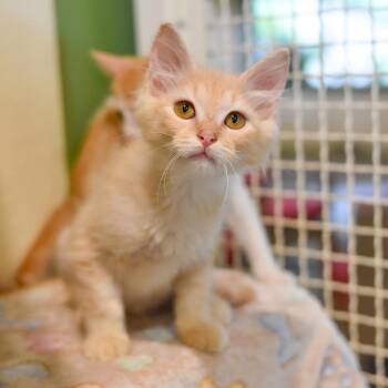 Charlie Bucket -  Domestic Short Hair Cat for Adoption in Kailua-kona, Hawaii - Charlie Bucket | PetCurious