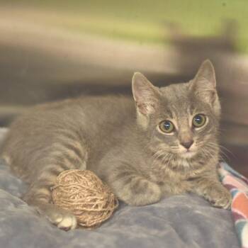 Circus Peanut -  Domestic Short Hair Cat for Adoption in Belleville, Illinois - Circus Peanut | PetCurious