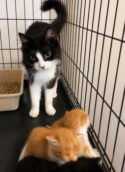 LouLou -  Domestic Medium Hair Cat Available for Adoption in Dalton, Georgia - LouLou | PetCurious