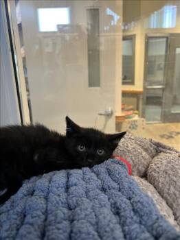 Rescue Domestic Short Hair Cats for Adoption in Tracy, California - GUAVA | PetCurious